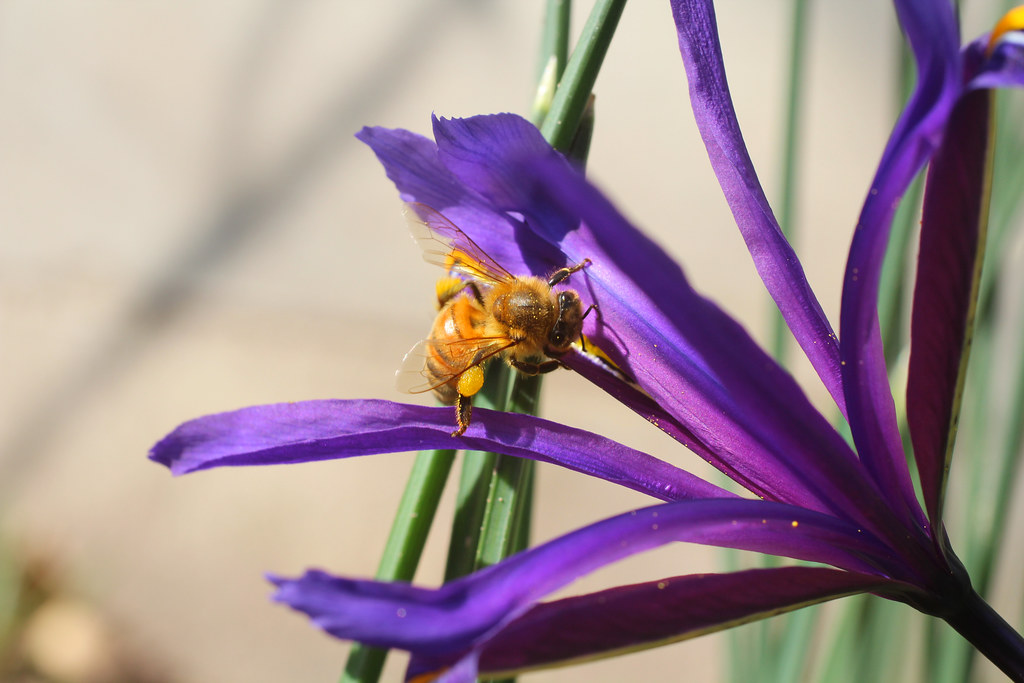 bee hive benefits