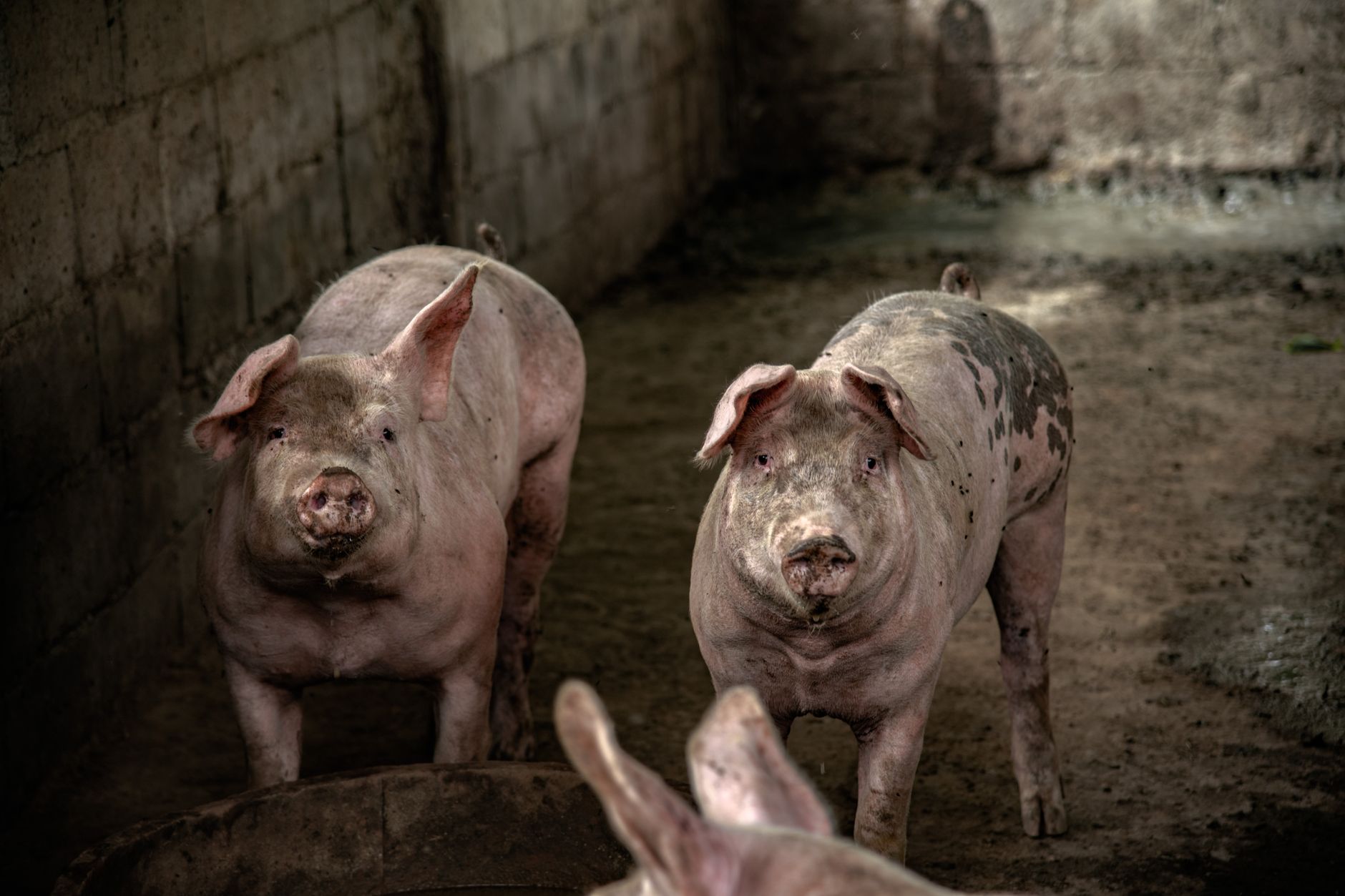 Revived Pig Kidneys: A Proven Breakthrough for Organ Transplants